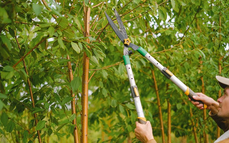 Tree trimming in Lovingston, VA