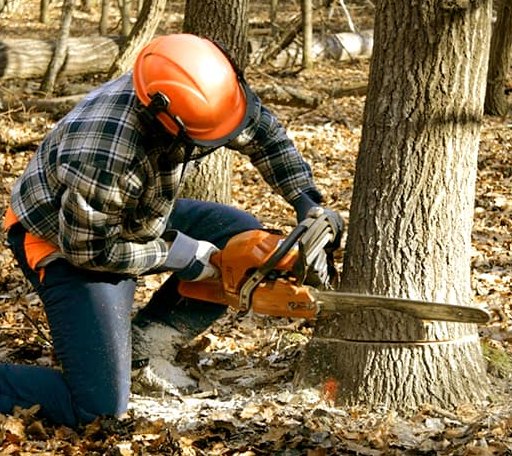 Tree Removal in Lovingston, VA